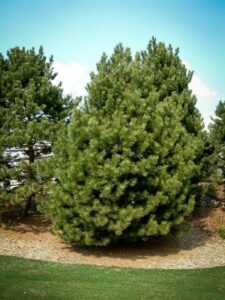 Сосна Чёрная (Pinus Nigra) купить по цене от 270.00р. в интернет-магазине «Посадика» с доставкой почтой в в Тюкалинске и по всей России – [изображение №1].