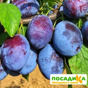 Слива Чачакская ранняя купить по цене от 229.00р. в интернет-магазине «Посадика» с доставкой почтой в в Тюкалинске и по всей России – [изображение №1].