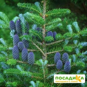 Пихта корейская (Abies koreana) купить по цене от 450.00р. в интернет-магазине «Посадика» с доставкой почтой в в Тюкалинске и по всей России – [изображение №1].