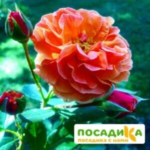 Роза Арабия купить по цене от 350.00р. в интернет-магазине «Посадика» с доставкой почтой в в Тюкалинске и по всей России – [изображение №1].