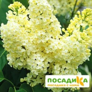 Сирень Примроуз (Primrose) купить по цене от 529.00р. в интернет-магазине «Посадика» с доставкой почтой в в Тюкалинске и по всей России – [изображение №1].