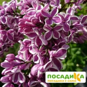 Сирень Сенсация купить по цене от 529.00р. в интернет-магазине «Посадика» с доставкой почтой в в Тюкалинске и по всей России – [изображение №1].