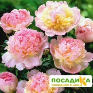 Пион Распберри Сандей (Paeonia Raspberry Sundae) купить по цене от 959р. в интернет-магазине «Посадика» с доставкой почтой в в Тюкалинске и по всей России – [изображение №1].