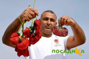 Клубника Гигант Джорнея купить по цене от 266р. в интернет-магазине «Посадика» с доставкой почтой в в Тюкалинске и по всей России – [изображение №1].
