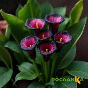 Калла Аура Лейс купить по цене от 400р. в интернет-магазине «Посадика» с доставкой почтой в в Тюкалинске и по всей России – [изображение №1].