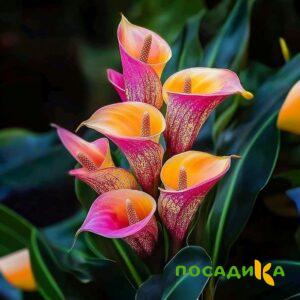 Калла Оникс купить по цене от 450р. в интернет-магазине «Посадика» с доставкой почтой в в Тюкалинске и по всей России – [изображение №1].