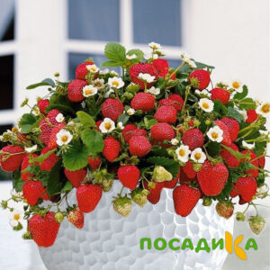 Клубника Рубиновый Шепот (горшечная) купить по цене от 240р. в интернет-магазине «Посадика» с доставкой почтой в в Тюкалинске и по всей России – [изображение №1].