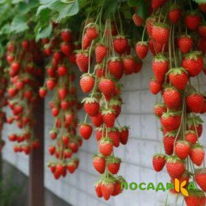Клубника вьющаяся Комплимент купить по цене от 470р. в интернет-магазине «Посадика» с доставкой почтой в в Тюкалинске и по всей России – [изображение №1].