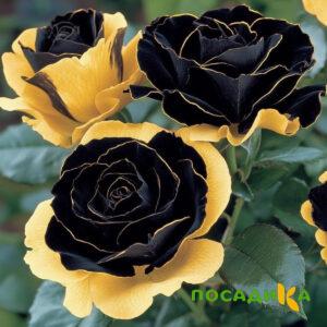 Роза Ханни Сикл купить по цене от 700р. в интернет-магазине «Посадика» с доставкой почтой в в Тюкалинске и по всей России – [изображение №1].