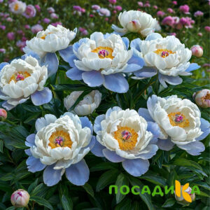 Пион акварельный Этюд купить по цене от 806р. в интернет-магазине «Посадика» с доставкой почтой в в Тюкалинске и по всей России – [изображение №1].
