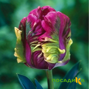 Тюльпан Экзотик Хэвен купить по цене от 186р. в интернет-магазине «Посадика» с доставкой почтой в в Тюкалинске и по всей России – [изображение №1].