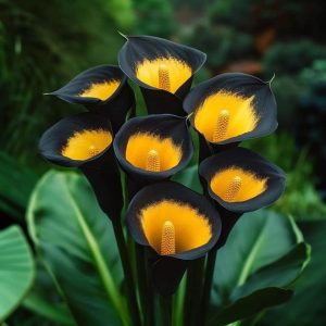 Калла Легато купить по цене от 620р. в интернет-магазине «Посадика» с доставкой почтой в в Тюкалинске и по всей России – [изображение №1].