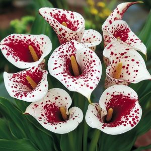 Калла Эмпайр купить по цене от 302р. в интернет-магазине «Посадика» с доставкой почтой в в Тюкалинске и по всей России – [изображение №1].