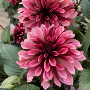 Георгин Перли Сансет купить по цене от 309р. в интернет-магазине «Посадика» с доставкой почтой в в Тюкалинске и по всей России – [изображение №1].