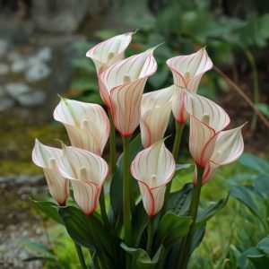 Калла Глейшер купить по цене от 299р. в интернет-магазине «Посадика» с доставкой почтой в в Тюкалинске и по всей России – [изображение №1].