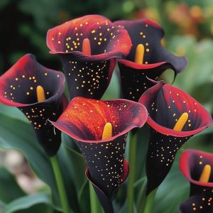 Калла Нуар купить по цене от 299р. в интернет-магазине «Посадика» с доставкой почтой в в Тюкалинске и по всей России – [изображение №1].