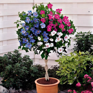 Гибискус-Дерево Триколор купить по цене от 289р. в интернет-магазине «Посадика» с доставкой почтой в в Тюкалинске и по всей России – [изображение №1].