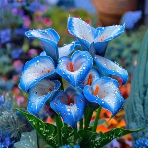 Калла Портрейт купить по цене от 292р. в интернет-магазине «Посадика» с доставкой почтой в в Тюкалинске и по всей России – [изображение №1].