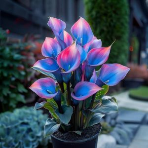 Калла Импрессия купить по цене от 590р. в интернет-магазине «Посадика» с доставкой почтой в в Тюкалинске и по всей России – [изображение №1].