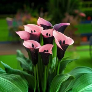 Калла Энигма купить по цене от 291р. в интернет-магазине «Посадика» с доставкой почтой в в Тюкалинске и по всей России – [изображение №1].