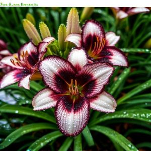 Лилейник Крим Сикл купить по цене от 799р. в интернет-магазине «Посадика» с доставкой почтой в в Тюкалинске и по всей России – [изображение №1].