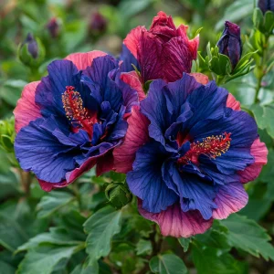 Гибискус Роуз Шайн купить по цене от 360р. в интернет-магазине «Посадика» с доставкой почтой в в Тюкалинске и по всей России – [изображение №1].