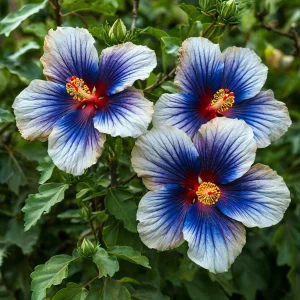 Гибискус Илюжн Вилью купить по цене от 259р. в интернет-магазине «Посадика» с доставкой почтой в в Тюкалинске и по всей России – [изображение №1].