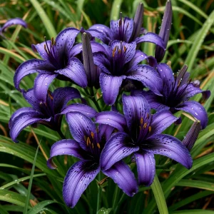 Лилейник Блю Айрис купить по цене от 324р. в интернет-магазине «Посадика» с доставкой почтой в в Тюкалинске и по всей России – [изображение №1].