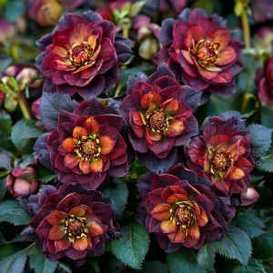 Морозник Сноу Дроп купить по цене от 348р. в интернет-магазине «Посадика» с доставкой почтой в в Тюкалинске и по всей России – [изображение №1].