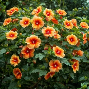 Гибискус Кристал Рэй купить по цене от 458р. в интернет-магазине «Посадика» с доставкой почтой в в Тюкалинске и по всей России – [изображение №1].