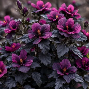 Гибискус Корал Чарм купить по цене от 271р. в интернет-магазине «Посадика» с доставкой почтой в в Тюкалинске и по всей России – [изображение №1].