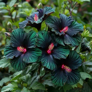 Гибискус Пикок Плюм купить по цене от 490р. в интернет-магазине «Посадика» с доставкой почтой в в Тюкалинске и по всей России – [изображение №1].