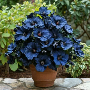 Гибискус Селестиал Флейм купить по цене от 326р. в интернет-магазине «Посадика» с доставкой почтой в в Тюкалинске и по всей России – [изображение №1].