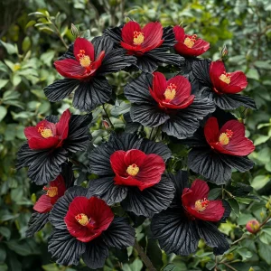 Гибискус Ройял Афеа купить по цене от 460р. в интернет-магазине «Посадика» с доставкой почтой в в Тюкалинске и по всей России – [изображение №1].