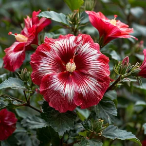 Гибискус Пурпл Мистик купить по цене от 360р. в интернет-магазине «Посадика» с доставкой почтой в в Тюкалинске и по всей России – [изображение №1].